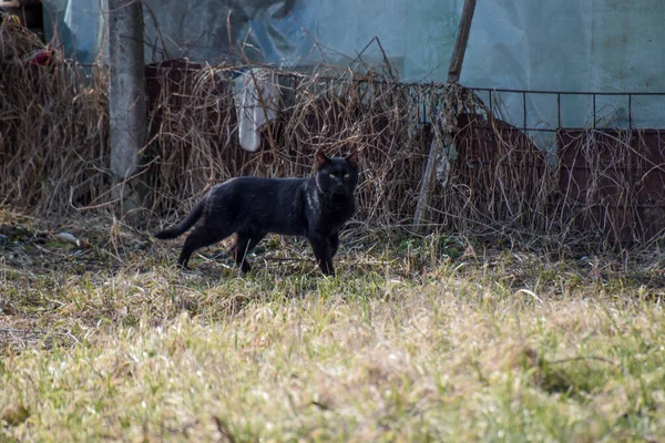 Czarny Kot Gapiący Się Kamerę Stojącą Zewnątrz — Zdjęcie stockowe