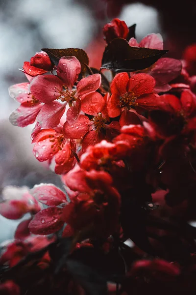 Gros Plan Belles Fleurs Rouges Rhododendron Couvertes Gouttes Rosée — Photo