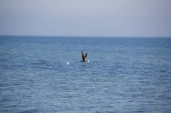 Птица Ловящая Рыбу Полете Синего Моря Ясным — стоковое фото