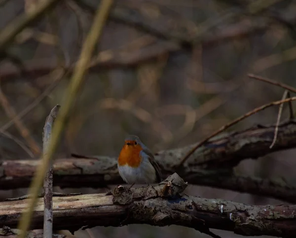 Redbreasted Robin Sitting Tree Branch Woods Looking Viewer — Stock Photo, Image