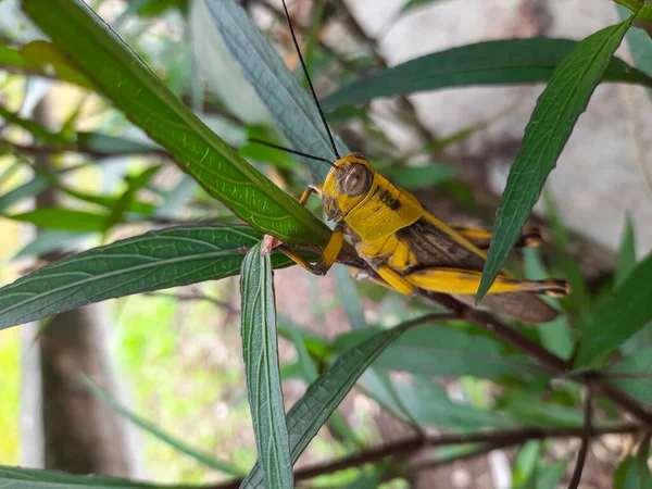 Yellow Brown Grasshopper Sitting Tree Branch Leaves Profile View Locust — Foto de Stock