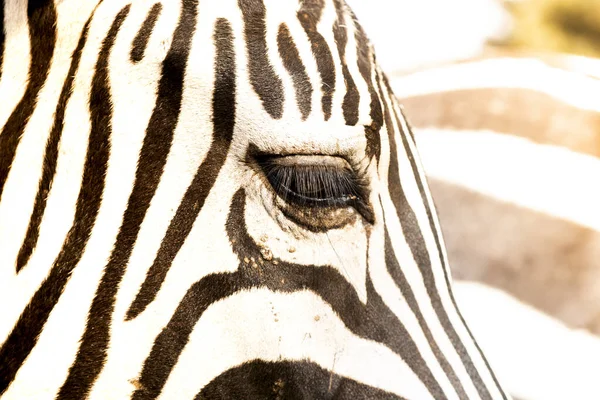 Een Close Shot Van Het Hoofd Van Een Zebra — Stockfoto