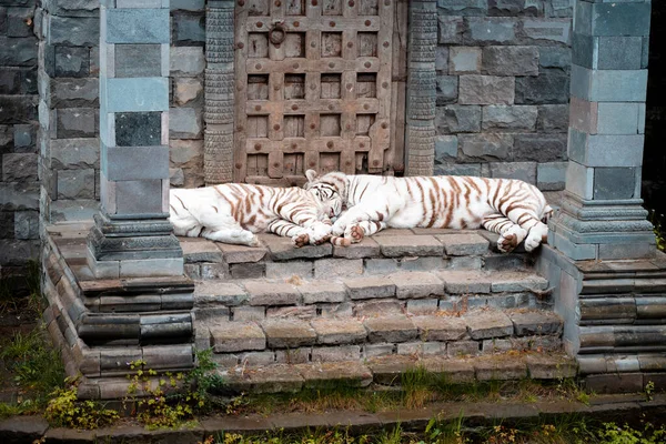Pairi Daiza Bélgica Mayo 2021 Foto Tigres Siberianos Fotografiados Zoológico —  Fotos de Stock