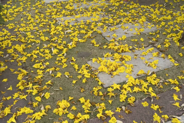 Muitas Pétalas Flores Trompete Douradas Caíram Chão — Fotografia de Stock