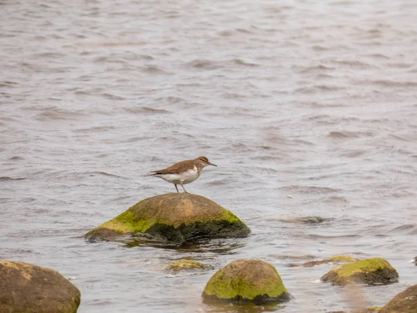 Adorable Bécasseau Debout Sur Roche Mousseuse Dans Une Eau Ondulée — Photo