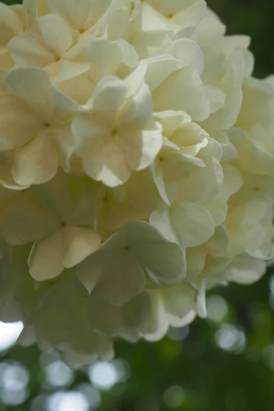 Primer Plano Hortensias Amarillas Pánico —  Fotos de Stock