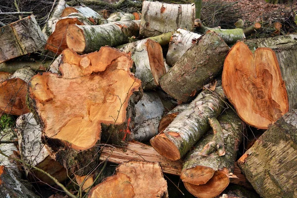 Čerstvě Porostlé Dřevo Které Sobě Naskládáno — Stock fotografie