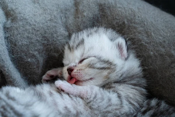 New Born Baby Cat Lies His Bed Sleeps She Sticks — Stock Photo, Image