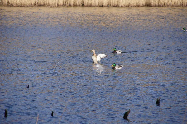 Die Entzückenden Enten Die Blauen Wasser Vor Goldenem Schilf Schwimmen — Stockfoto