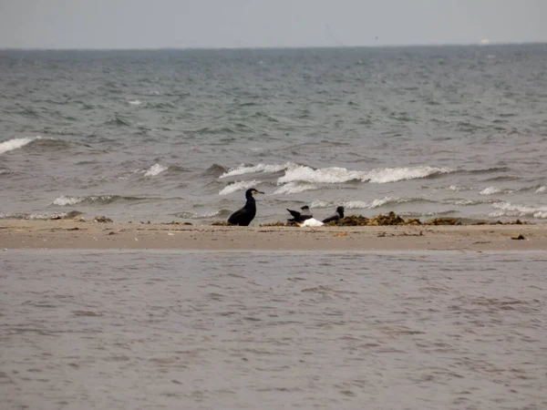 Les Adorables Cormorans Debout Sur Littoral Dans Fond Bleu Ciel — Photo