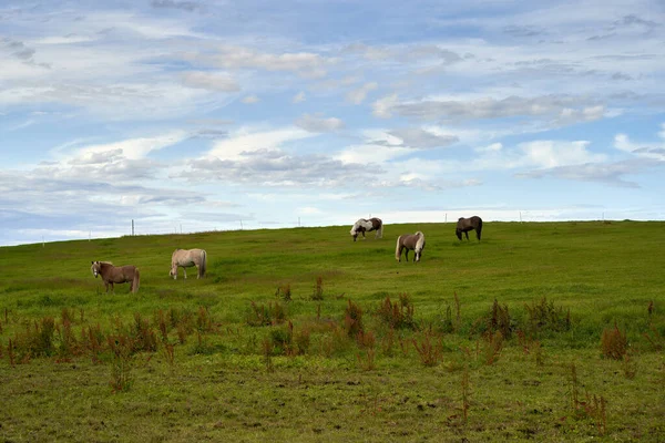 ノルウェーの大西洋道路の近くの丘の中腹に放牧馬の美しいショット — ストック写真