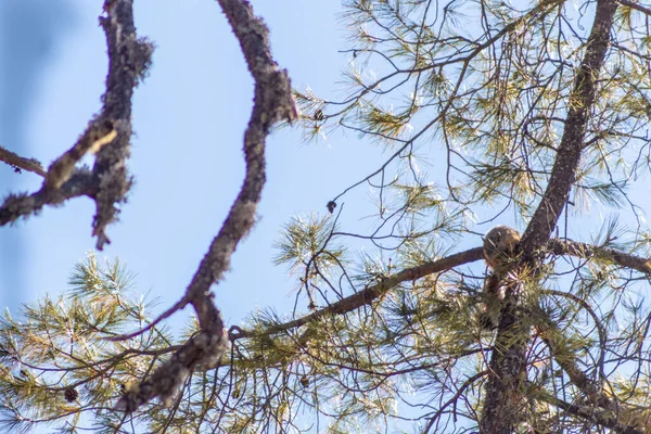 Ett Gäng Gröna Träd Grenar Klarblå Himmel — Stockfoto