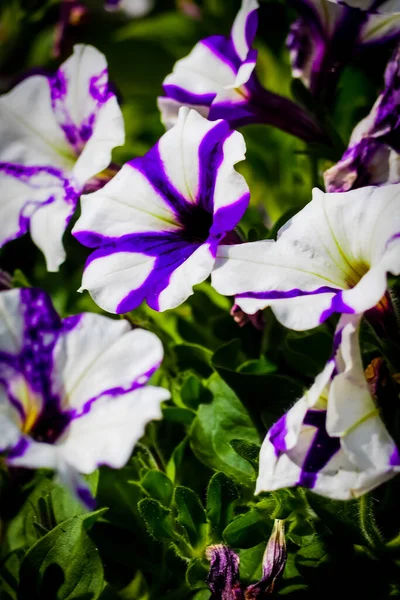 Närbild Skott Vackra Petunia Blommor — Stockfoto