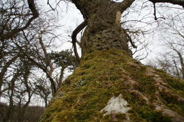 Nízký Úhel Záběru Mechem Porostlého Kmene Stromu Větví — Stock fotografie