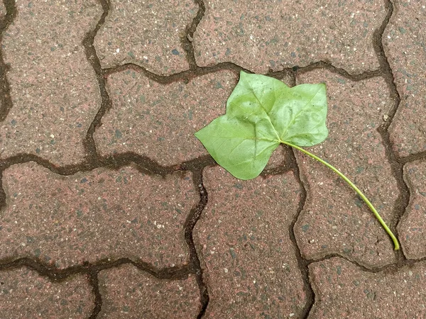 High Angle Shot Green Leaf Brick Pavement Surface — Stock Photo, Image