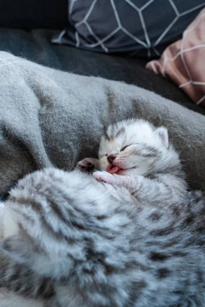 Pasgeboren Baby Kat Ligt Zijn Bed Slaapt Steekt Haar Tong — Stockfoto