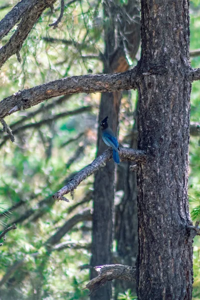 Plan Vertical Geai Perché Sur Une Branche — Photo