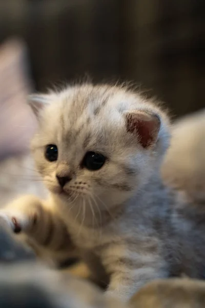 Baby Kitten Uroczymi Niebieskimi Oczami Kotek Wygląda Zmęczonego Tło Jest — Zdjęcie stockowe