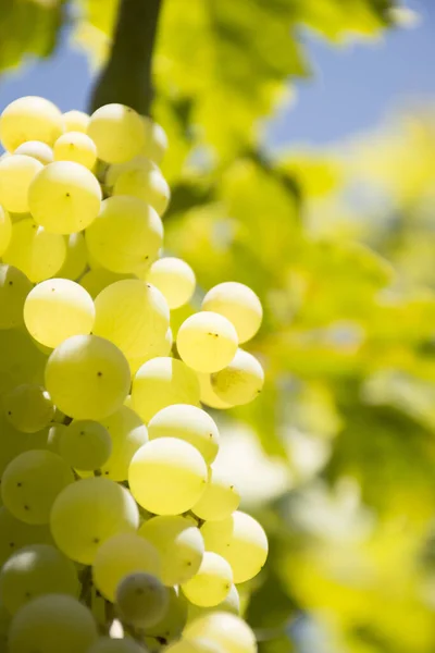 Wir Sehen Trauben Weinstock Mit Blauem Himmel Hintergrund — Stockfoto