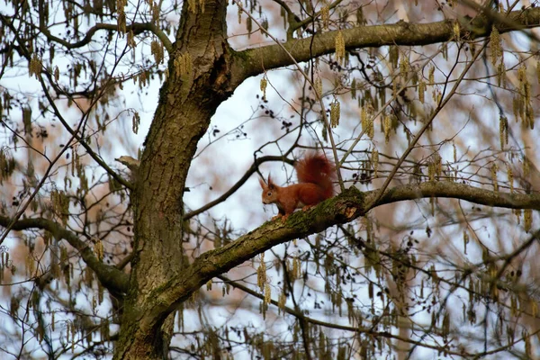 Una Ardilla Roja Una Rama Árbol Parque Norte Alemania — Foto de Stock