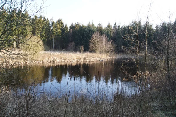 Une Vue Fascinante Une Rivière Réfléchissante Entourée Arbres Denses Sous — Photo