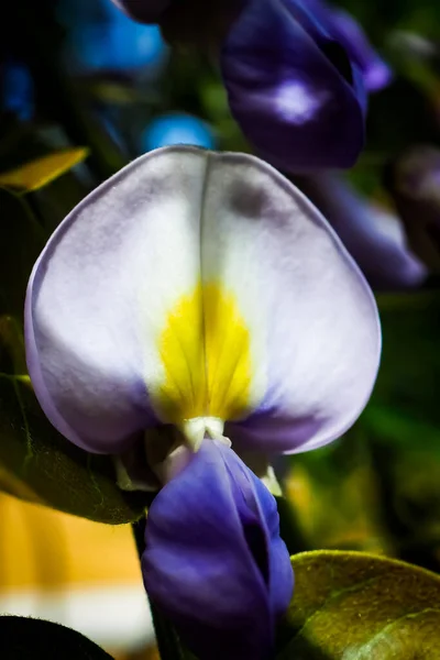 藤の花のクローズアップ — ストック写真