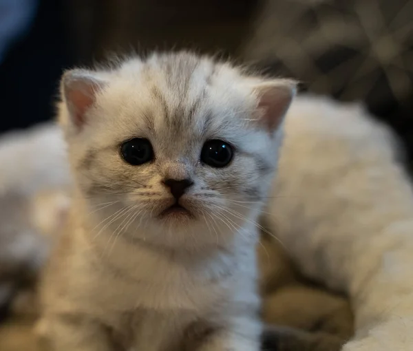 Μωρό Γατάκι Χαριτωμένα Μπλε Μάτια Μικρή Γάτα Φαίνεται Λίγο Κουρασμένη — Φωτογραφία Αρχείου