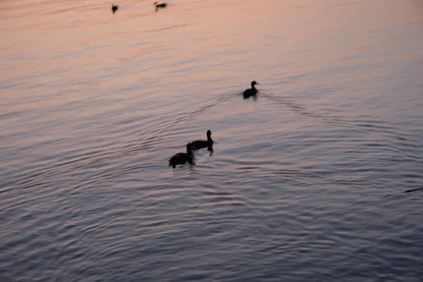 Bando Patos Nadar Num Lago Pôr Sol — Fotografia de Stock