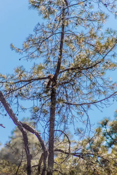 Una Toma Vertical Ángulo Bajo Una Ardilla Árbol —  Fotos de Stock