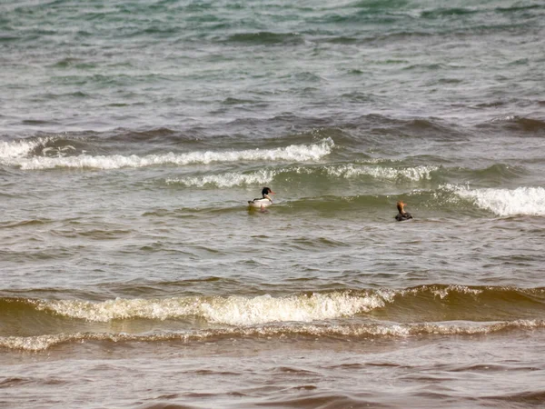 Rozkošné Kachny Plavající Vlnité Vodě Divoká Zvěř — Stock fotografie