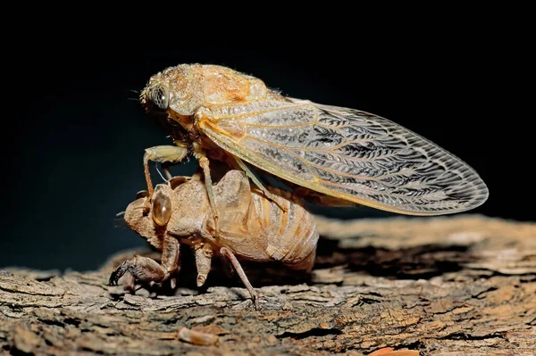 Een Afrikaanse Cicade Het Afwerpen Van Zijn Nimf Exoskeleto — Stockfoto