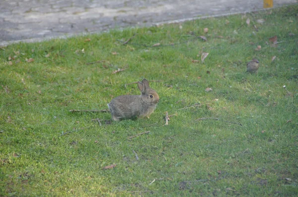 公園の舗装された道の近くの緑の芝生の上に隔離された愛らしい灰色のウサギ — ストック写真