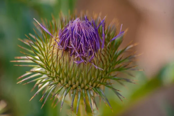 Cardo Flor Planta Medicinal Cuidado Salud —  Fotos de Stock