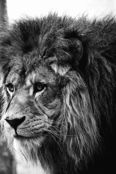 Plan Niveaux Gris Visage Lion Mâle Avec Une Crinière Épaisse — Photo