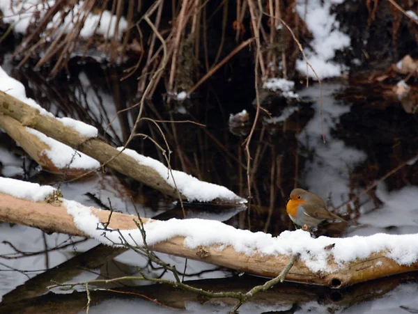 Ein Rotkehlchen Auf Einem Verschneiten Ast Der Einem Kleinen Fluss — Stockfoto