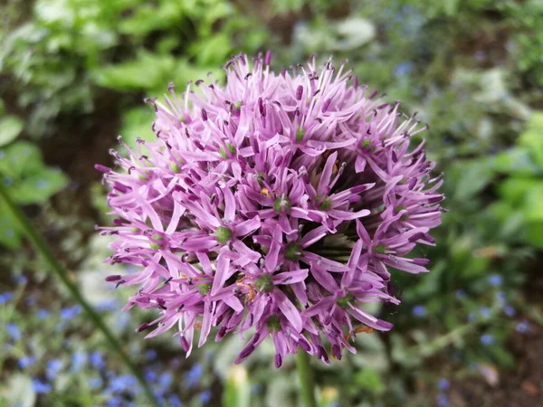 美しい紫色のアリウム ギガンテウムの花や開花玉ねぎのクローズアップ — ストック写真