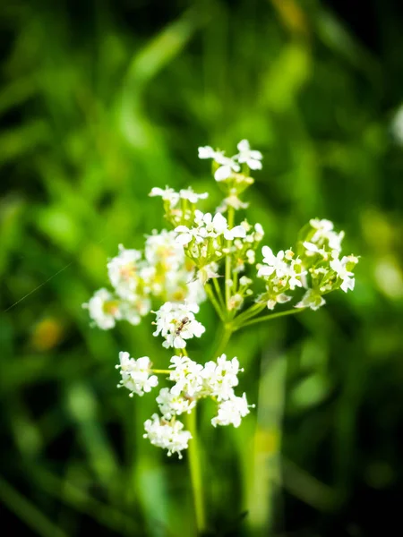 北のベッドストローの花のクローズアップショット — ストック写真