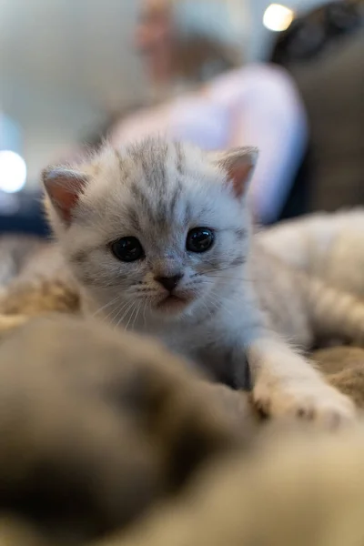 Baby Kätzchen Mit Niedlichen Blauen Augen Das Katzenbaby Sieht Etwas — Stockfoto