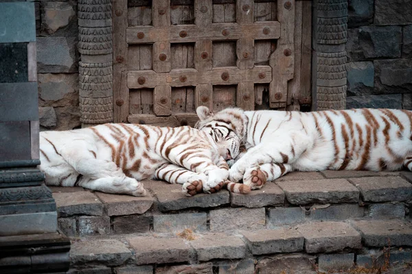 Pairi Daiza Bélgica Mayo 2021 Foto Tigres Siberianos Fotografiados Zoológico — Foto de Stock