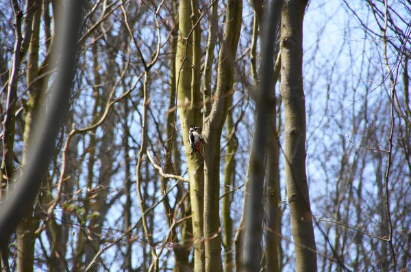 Der Buntspecht Auf Einem Dünnen Trockenen Baum — Stockfoto