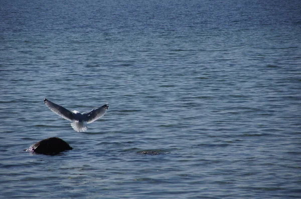 Bird Flying Rock Blue Sea — Stock fotografie