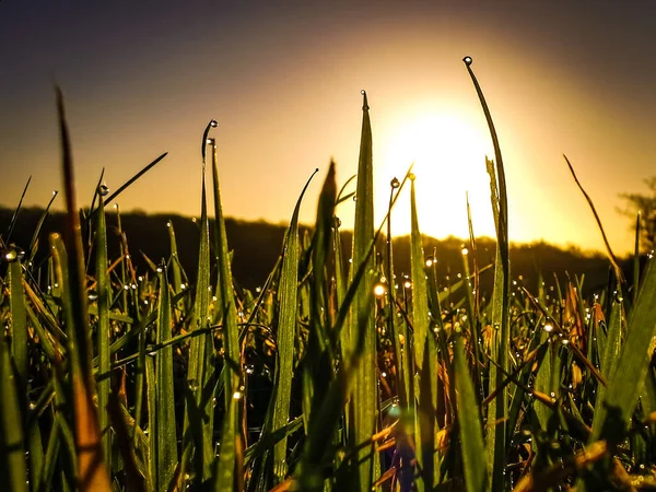 Eine Nahaufnahme Von Grasblättern Auf Einem Feld Bei Sonnenuntergang — Stockfoto
