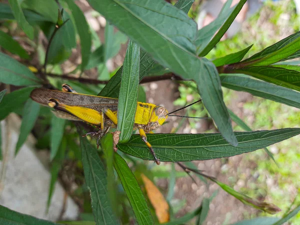 Yellow Brown Grasshopper Sitting Tree Branch Leaves Profile View Locust — Φωτογραφία Αρχείου