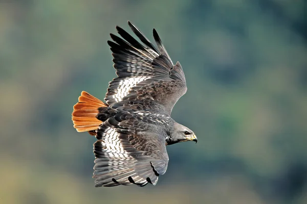 Шакалы Buteo Rufofuscus Полете Распростертыми Крыльями Южная Африка — стоковое фото