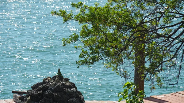 Beautiful Scene Green Tree Iguana Sitting Big Seaside Rock — Photo