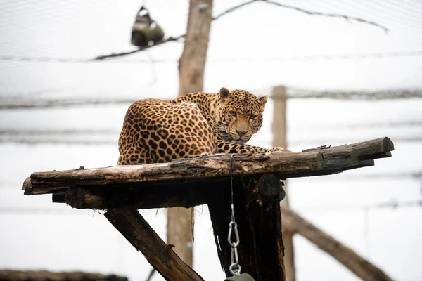 Pairi Daiza Belgium May 2021 Photo Leopard Photographed Belgian Zoo — Stock Photo, Image