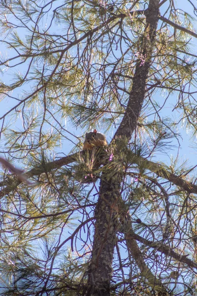 Ein Vertikaler Tiefflug Eines Eichhörnchens Einem Baum — Stockfoto