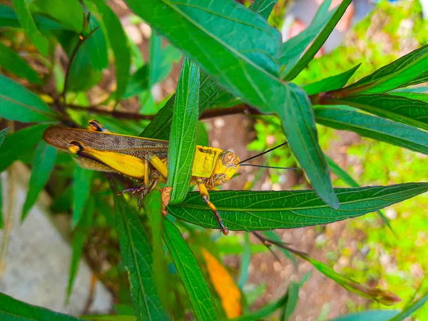 Yellow Brown Grasshopper Sitting Tree Branch Leaves Profile View Locust — Foto de Stock