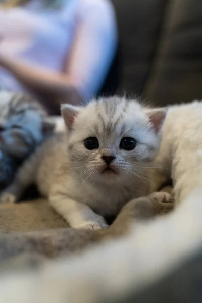 Baby Kitten Met Schattige Blauwe Ogen Kleine Kat Ziet Moe — Stockfoto