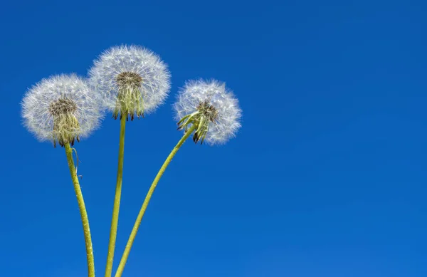 Tres Cabezas Blancas Esponjosas Maduras Campo Diente León Contra Cielo — Foto de Stock